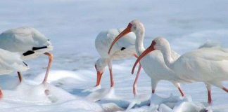 Thủy ngân khiến loài cò trắng trở thành đồng tính