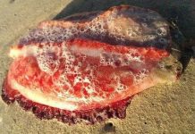 Phát hiện sinh vật kỳ quái màu đỏ máu không có mắt, miệng