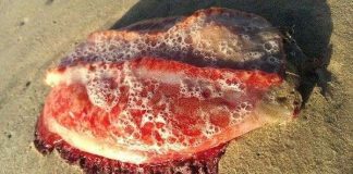 Phát hiện sinh vật kỳ quái màu đỏ máu không có mắt, miệng