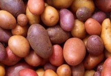 Những “siêu phẩm” kỳ lạ của bậc thầy thực vật Burbank