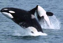 Cá voi sát thủ lén theo ngư dân để hớt trọn mẻ cá