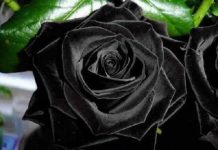 Loài hoa hồng đen cực quý hiếm, chỉ trồng được ở duy nhất 1 ngôi làng
