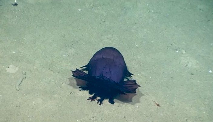 “Quái vật” gà không đầu – Sinh vật bí ẩn mới được tìm thấy dưới đáy biển vịnh Mexico