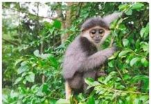 Phát hiện quần thể voọc chà vá chân xám