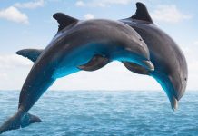 Cá heo phát triển bộ não bởi nhu cầu giao tiếp cao hơn loài khác Cá heo phát triển bộ não bởi nhu cầu giao tiếp cao hơn loài khác