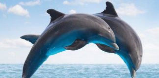 Cá heo phát triển bộ não bởi nhu cầu giao tiếp cao hơn loài khác