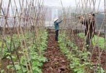 Sản xuất phân bón hữu cơ từ vỏ cây nguyên liệu giấy