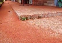 Thảm cua đỏ rực phủ kín hòn đảo Australia