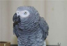 Vẹt biết ích lợi của việc chia sẻ?