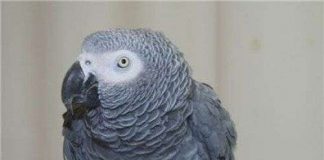 Vẹt biết ích lợi của việc chia sẻ?