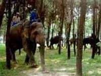 Khẩn cấp bảo tồn voi hoang dã Việt Nam