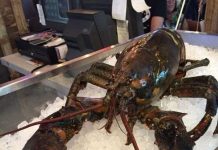 Tôm hùm khổng lồ 110 tuổi thoát kiếp lên bàn ăn trong gang tấc