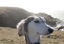 Bí ẩn nguồn gốc loài chó