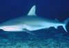 IUCN: Cá mập có nguy cơ tuyệt chủng!