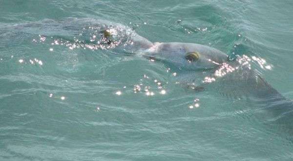 Loài cá chuyên cưỡng hôn đối thủ