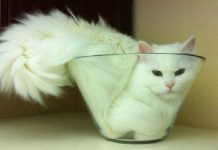 “Cười rụng rốn” với những phát minh ngớ ngẩn nhất quả đất 2017 "Cười rụng rốn" với những phát minh ngớ ngẩn nhất quả đất 2017