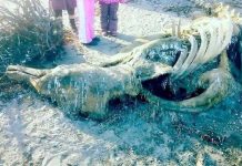 “Quái vật biển thời tiền sử” thối rữa dạt vào bờ biển Nga “Quái vật biển thời tiền sử” thối rữa dạt vào bờ biển Nga