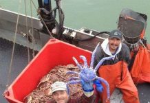 Cua hoàng đế màu tím xanh ở Mỹ