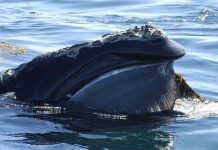 Tổng "kiểm kê dân số" cá voi