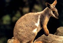 45 loài sinh vật ở Australia có nguy cơ tuyệt chủng 45 loài sinh vật ở Australia có nguy cơ tuyệt chủng