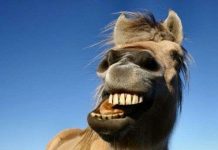 Những điều thú vị của loài ngựa Những điều thú vị của loài ngựa