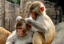 Thêm một bước tiến: Nhân bản vô tính loài linh trưởng