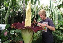 Hoa xác thối lại nở