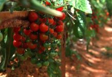 Hướng dẫn cách trồng và chăm sóc cà chua bi cho ra quả quanh năm