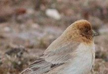 Phát hiện loài chim sẻ núi Sillem sau hơn 80 năm mất tích