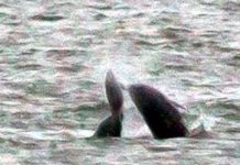 Cá heo cũng giết chết đồng loại để giải trí