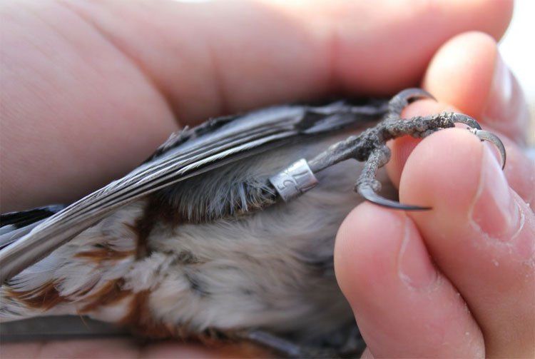 Chúng ta theo dõi việc di cư của các loài chim trên thế giới như thế nào?