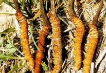 Lâm Đồng sản xuất loại đông trùng hạ thảo dâu tằm