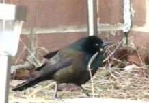 Chim rơi hàng loạt đêm giao thừa Chim rơi hàng loạt đêm giao thừa