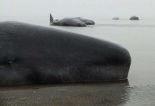 Vùng đất chết của cá nhà táng ở Biển Bắc