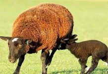 Cừu có thể hóa giải thuốc nổ TNT qua tiêu hóa Cừu có thể hóa giải thuốc nổ TNT qua tiêu hóa