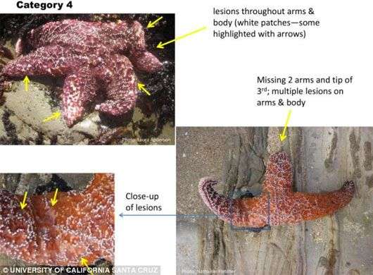 Kỳ lạ: Sao biển phát nổ hàng loạt tại Mỹ