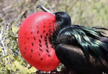 Loài chim có thể bay liên tục 56 ngày không cần nghỉ ngơi