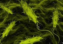 Ký sinh trùng: “Bạn” hay “thù” của con người? Ký sinh trùng: "Bạn" hay "thù" của con người?