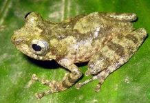Thêm một loài ếch cây được phát hiện ở Việt Nam