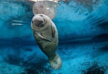 Đàn lợn biển hoảng loạn chỉ vì một xô nước