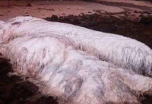 Xác sinh vật bí ẩn phủ đầy lông trắng trên bờ biển Philippines