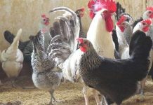 Nuôi thử thành công giống gà siêu trứng VCN-G15