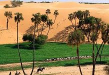 Sa mạc Sahara sẽ hồi sinh nhờ biến đổi khí hậu?