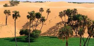 Sa mạc Sahara sẽ hồi sinh nhờ biến đổi khí hậu?