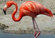 Khoảng khắc chim hồng hạc hú hồn khi ngã ngửa