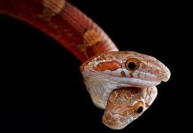 Rắn hai đầu cắn nhau vì tranh thức ăn