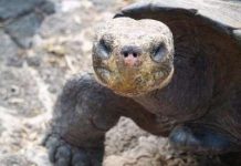 Muỗi tiến hóa đe dọa động vật hoang dã trên đảo Galapagos