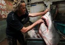 Ngư dân Mỹ bắt được cá mập 600kg