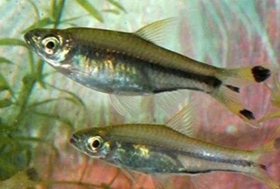 Nuôi thành công cá lòng tong sọc