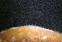 San hô Nhật Bản chuyển đổi giới tính ở đáy biển